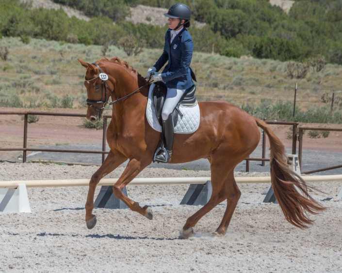 Best Equine Horse Photography Santa Fe NM